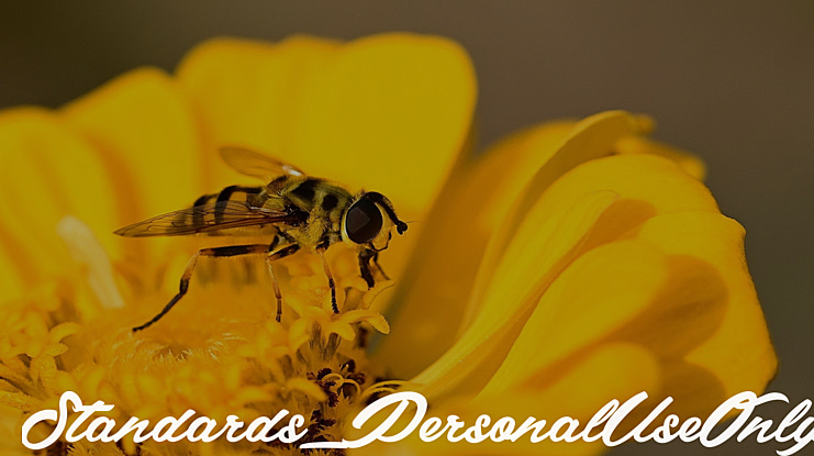 Standards_PersonalUseOnly Font