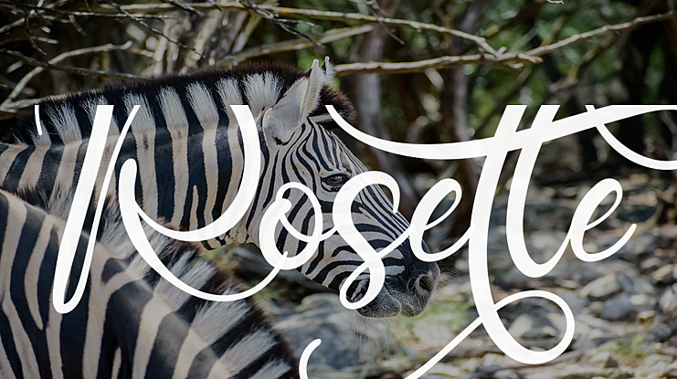Rosette Font