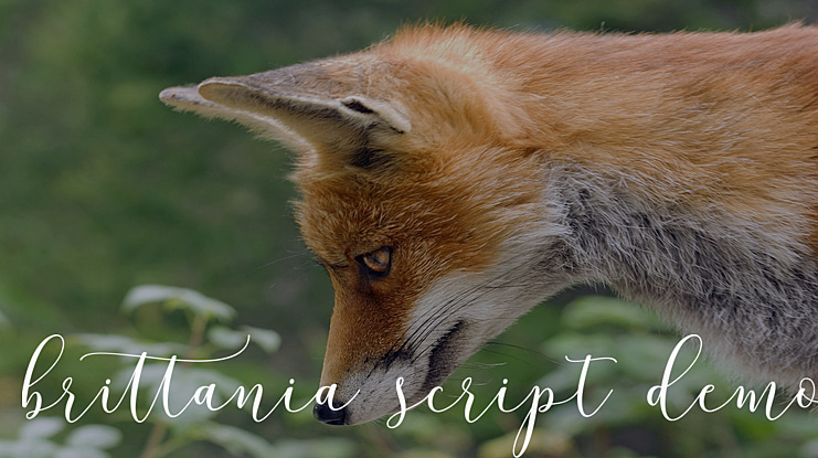 brittania script demo Font