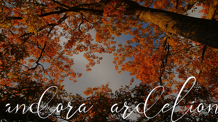 andora ardelion Font