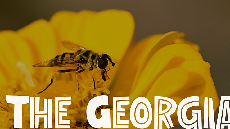 The Georgia Font
