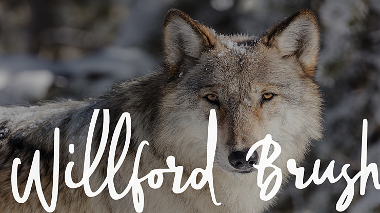 Willford Brush Font