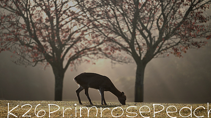 K26PrimrosePeach Font