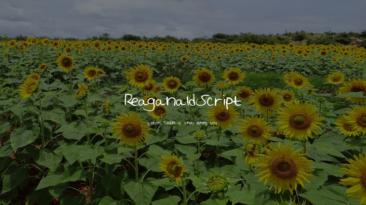ReaganaldScript Font