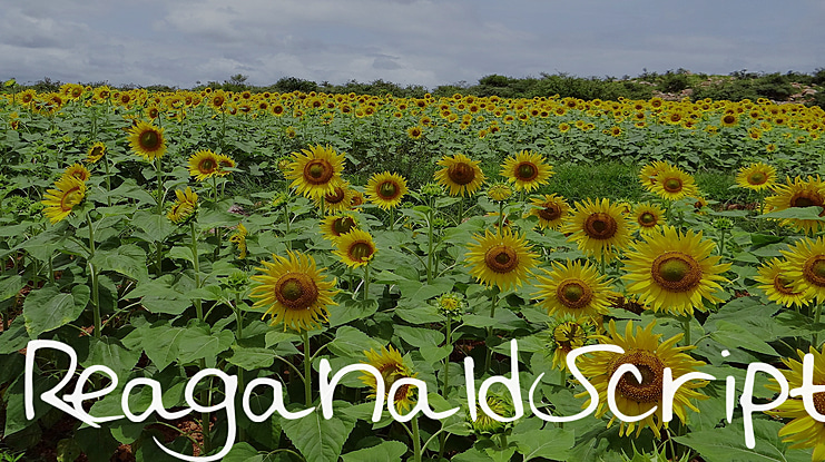 ReaganaldScript Font