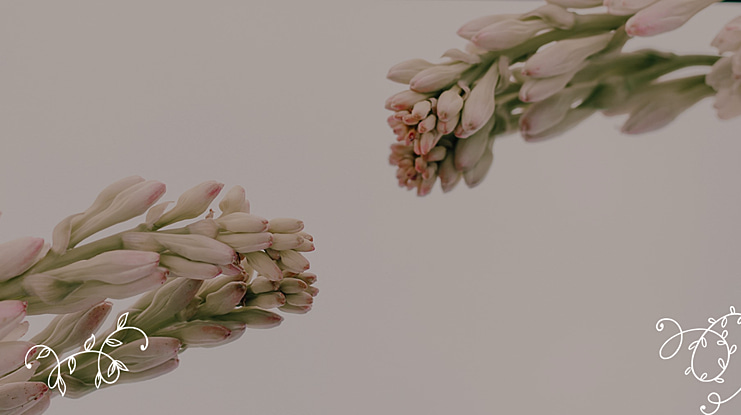 Ornament Handrawn Font