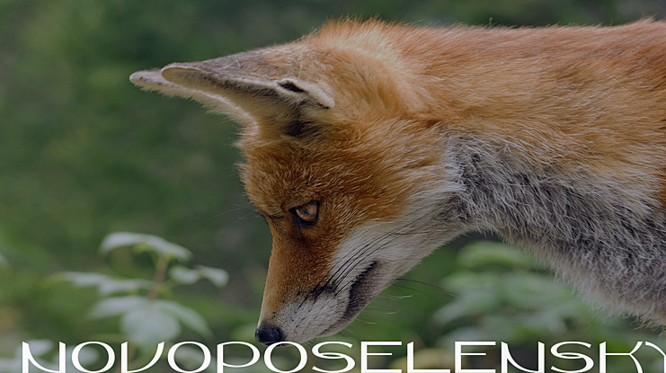 Novoposelensky Font