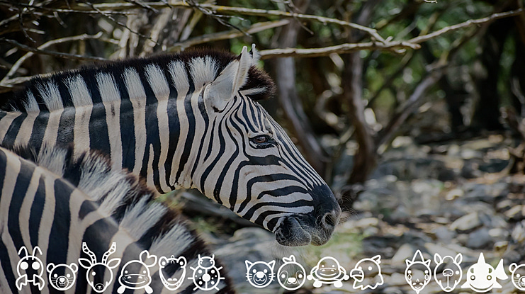 Animal Cute Icon Font