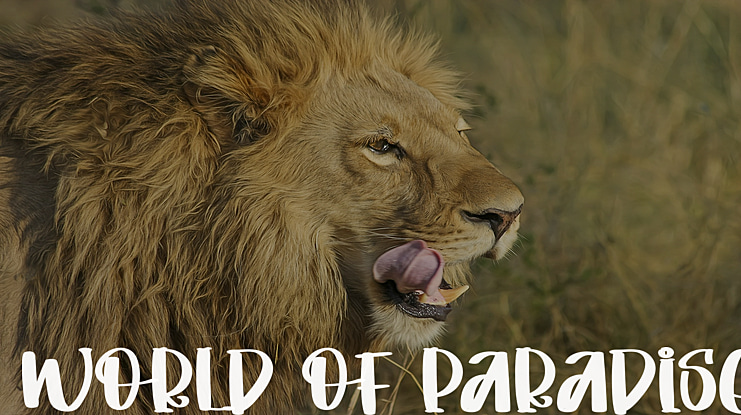 World Of Paradise Font