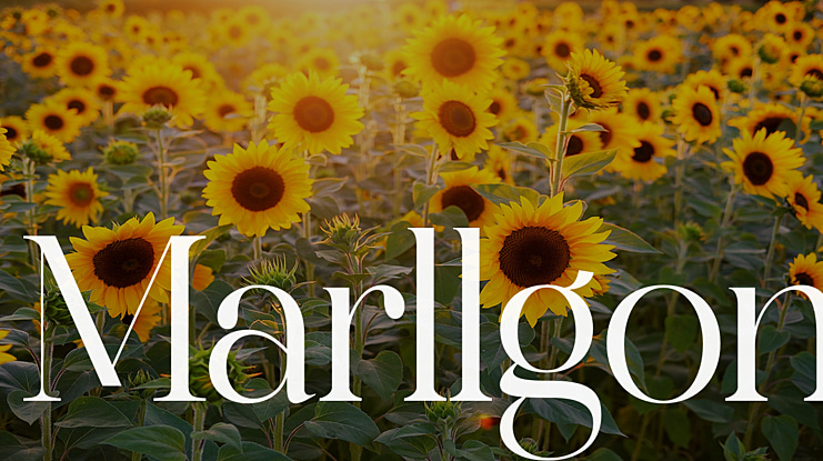 Marllgon Font