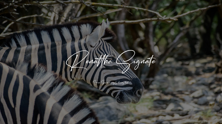 Renattha Signate Font Family