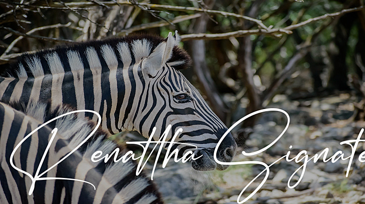 Renattha Signate Font Family
