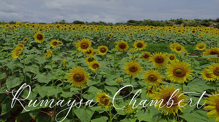 Rumaysa Chambert Font