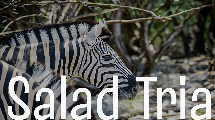 Salad Trial Font Family