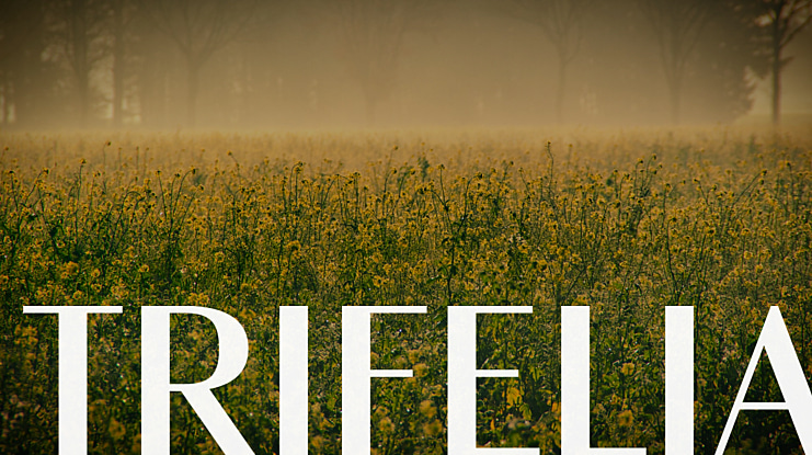 Trifelia Font