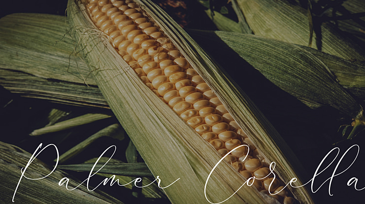 Palmer Corella Font