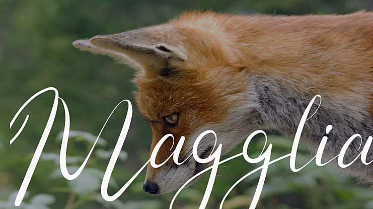 Magglia Font